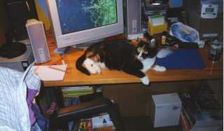 My cat Cassandra lying in front of the monitor